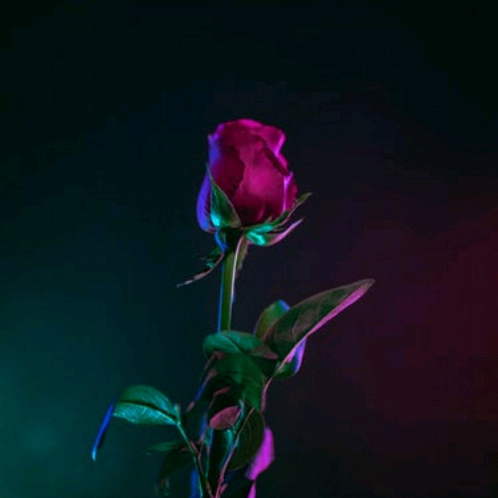 Meet your Posher, Joy